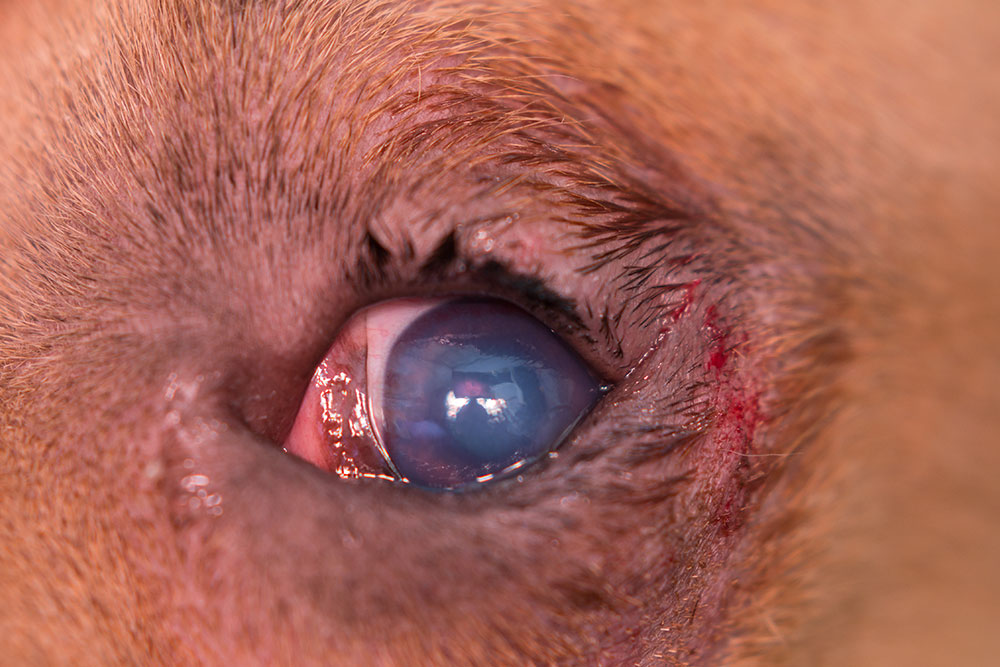 Close-up of injured dog eye