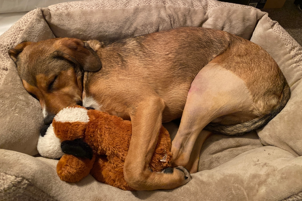 Dog asleep after leg surgery, resting while holding a bandaged leg, conveying recovery and post-operative care.