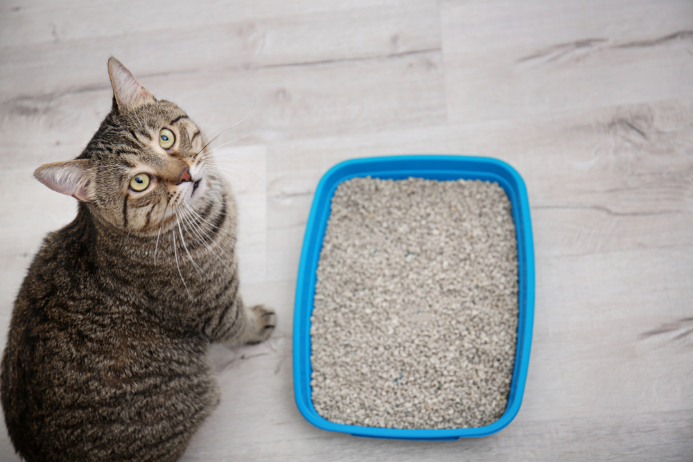 Adorable cat sitting near a litter tray indoors during home pet care routine